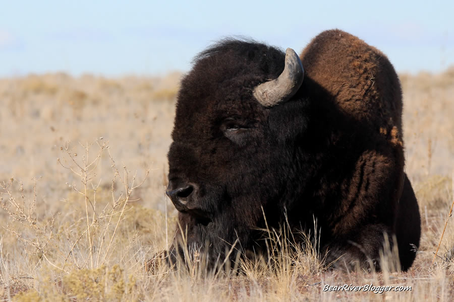 large bison bull laying in the grass on antelope island