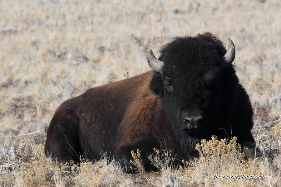 large bison bull laying in the grass on antelope island