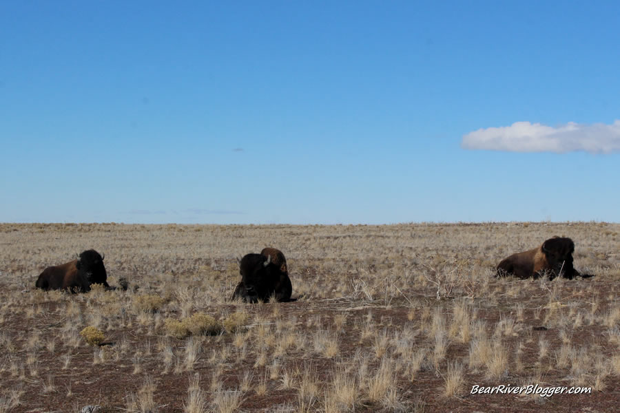 three large bison bulls on antelope island