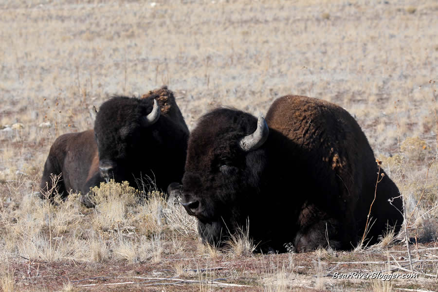 two bison bulls on antelope island