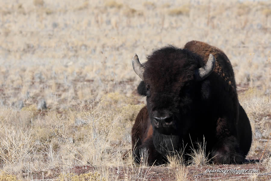 large bison bull on antelope island