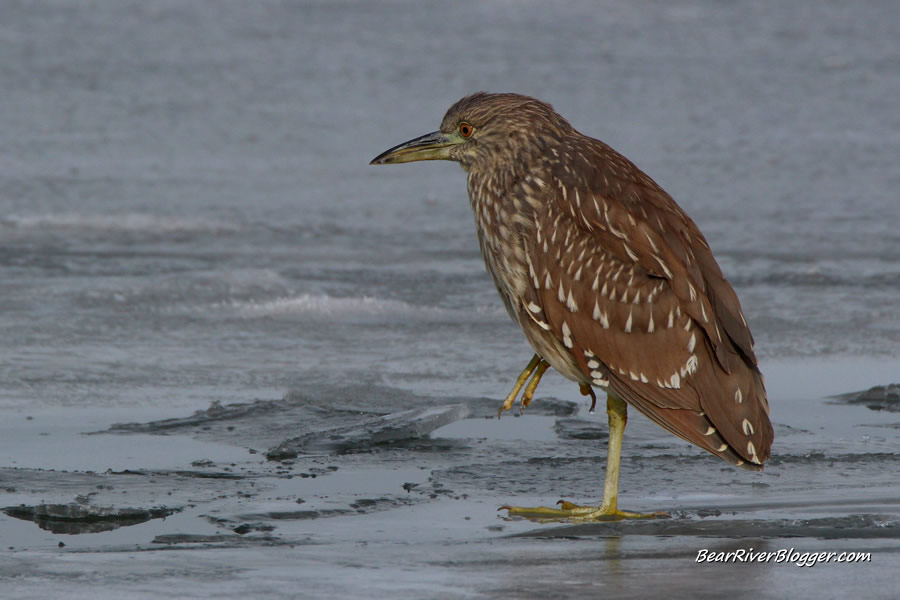 black-crowned night heron on the ice on the bear river migratory bird refuge