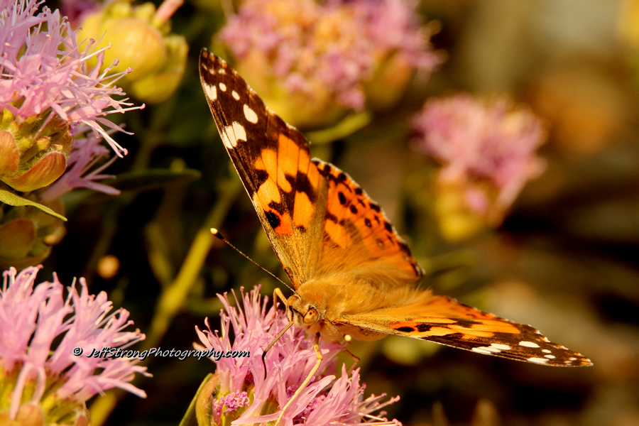 butterfly on a pink wildflower