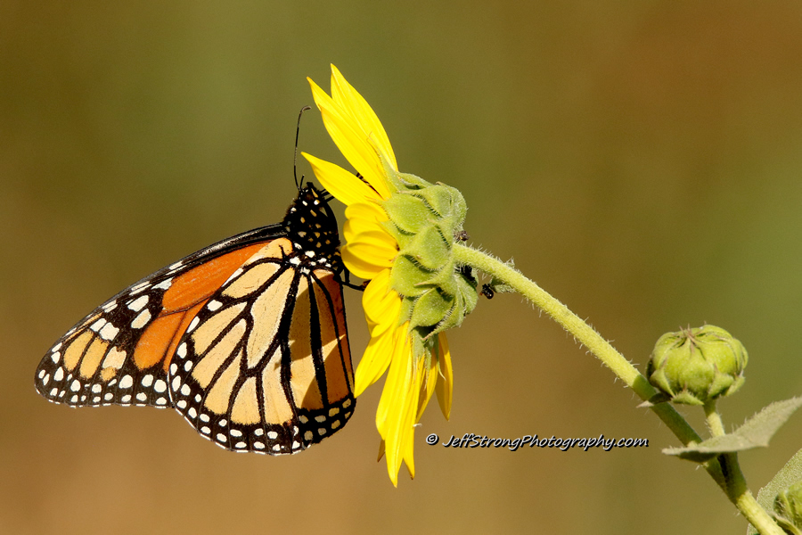 monarch butterfly feeding on a sunflower on the bear river migratory bird refuge