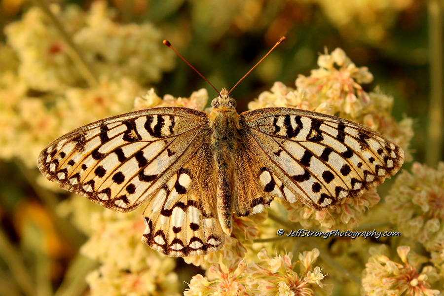 butterfly on a wildflower up farmington canyon