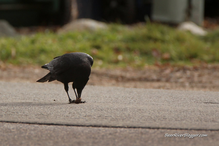 crow eating a walnut