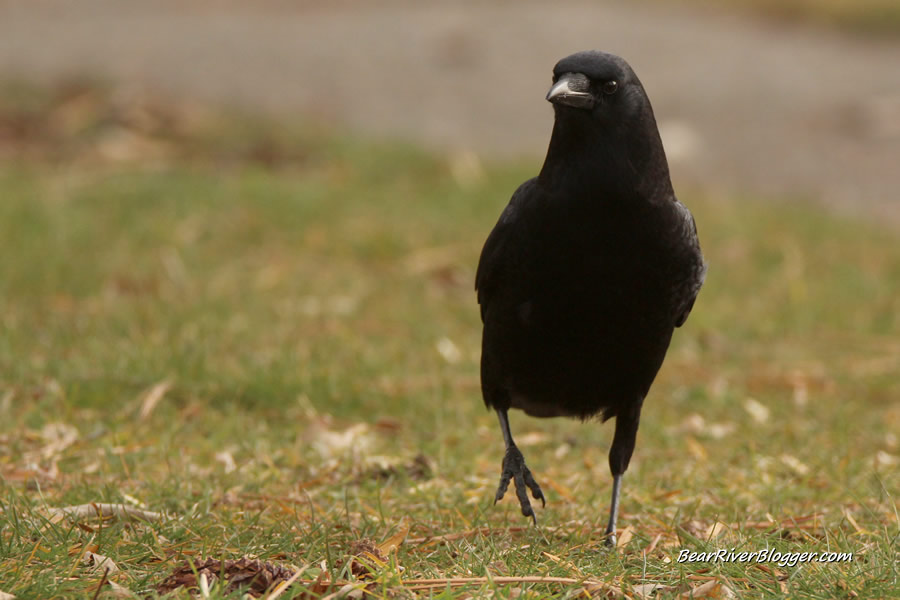 crow standing on the grass