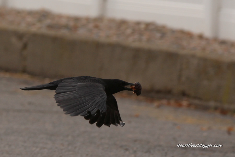 crow flying with a chestnut in its beak