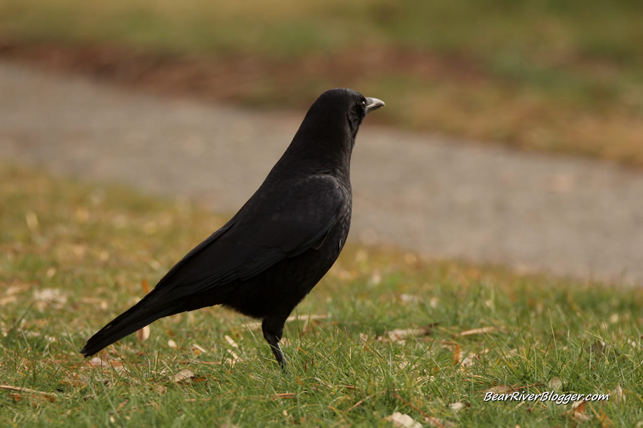 crow standing on the lawn