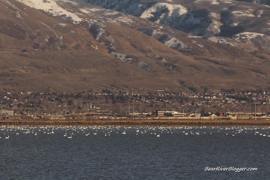 thousands of tundra swans at farmington bay