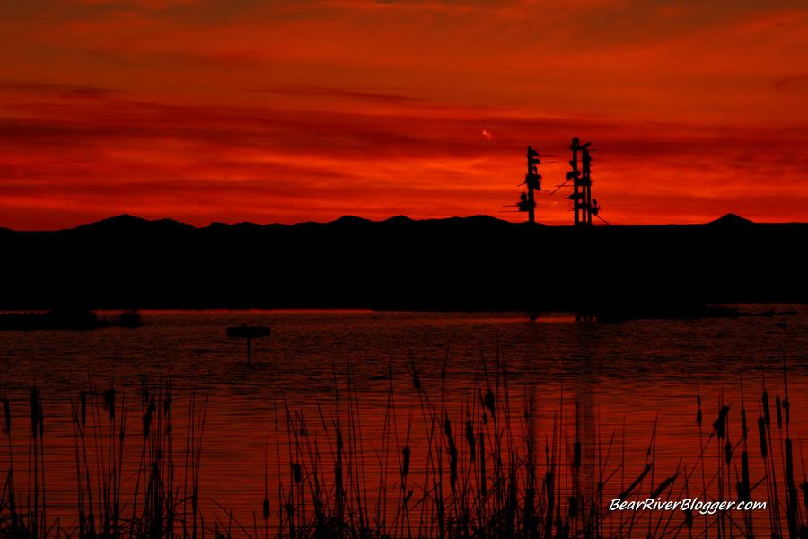 sunset at the great blue heron rookery at farmington bay