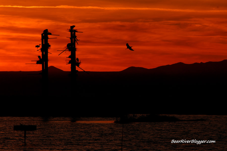 colorful sunset at the farmington bay great blue heron rookery