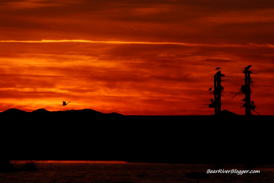 great blue heron rookery with a colorful sunset at farmington bay