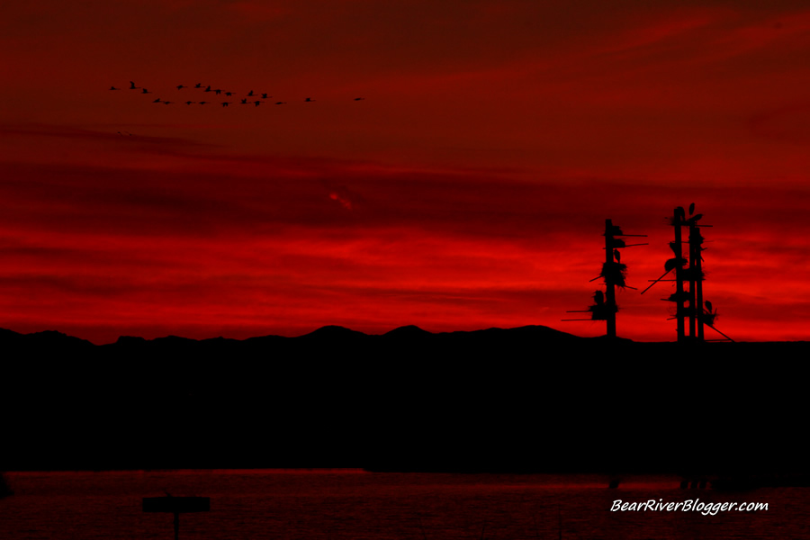 great blue heron rookery at farmington bay