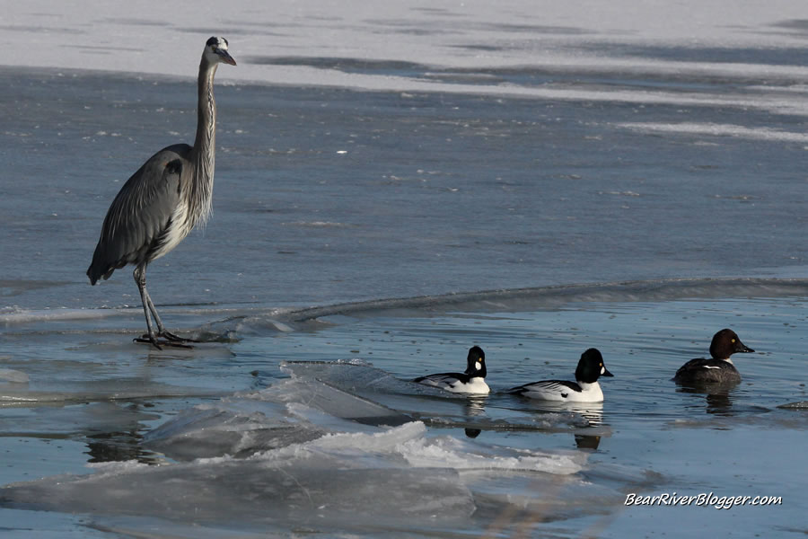 great blue heron standing on the ice over some goldeneye ducks