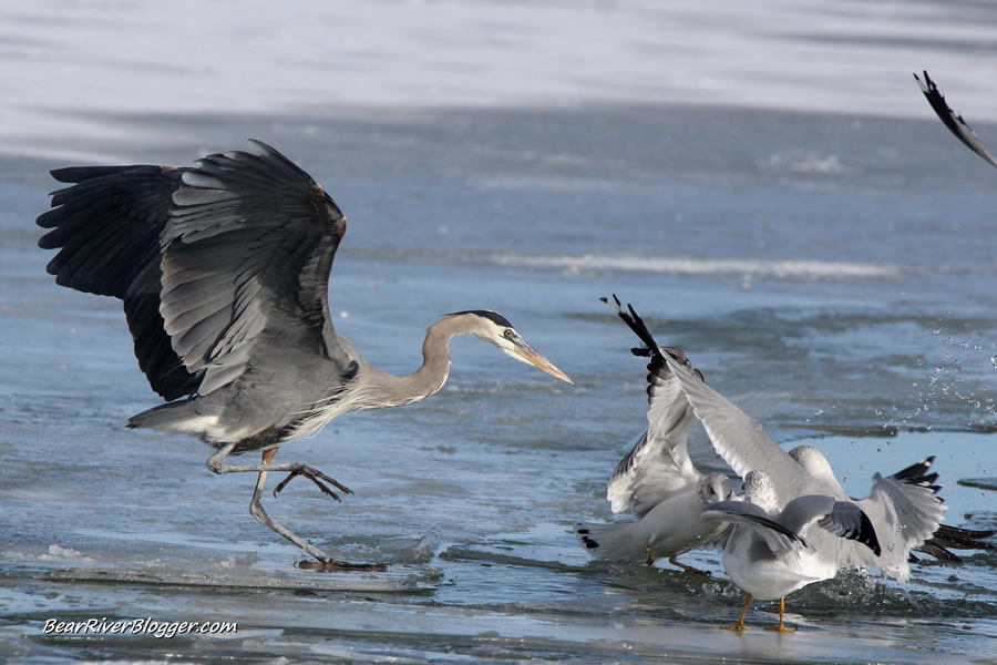 great blue herons and gulls fighting over a fish on the bear river migratory bird refuge