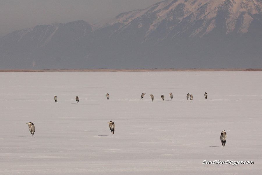 great blue herons standing on the ice on the bear river migratory bird refuge