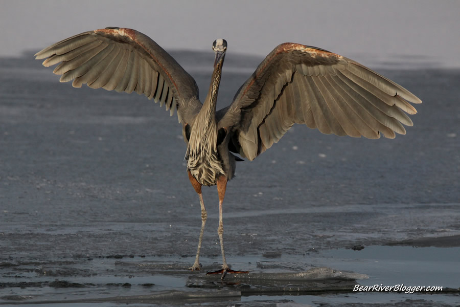 great blue heron on the ice