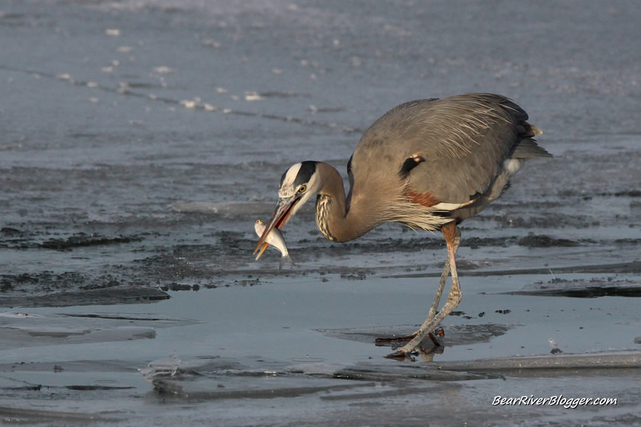 great blue heron eating a small fish on the bear river migratory bird refuge auto tour route