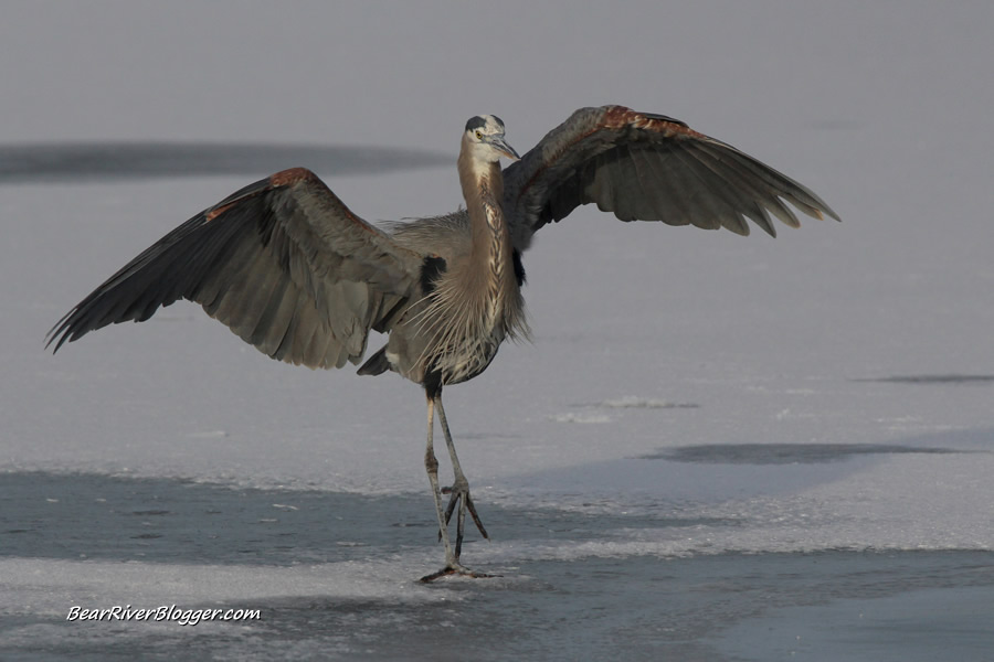 great blue heron with wings outstretched