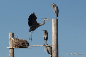great blue herons on the rookery at farmington bay
