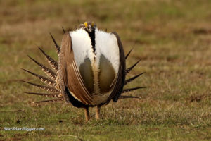greater sage grouse dancing on a lek