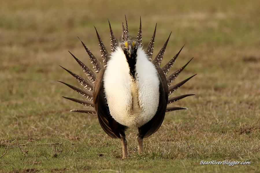 dancing male greater sage grouse on a lek