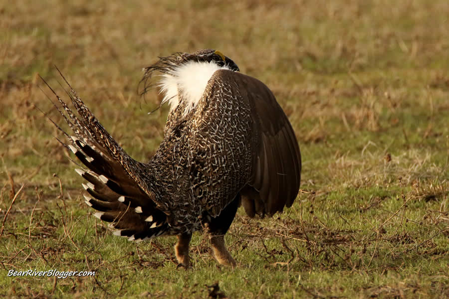 male greater sage grouse dancing on the Henefer lek