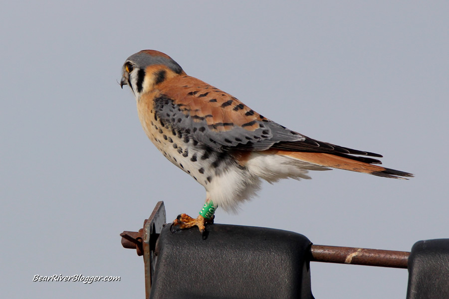 leg-banded american kestrel on antelope island on a garbage can