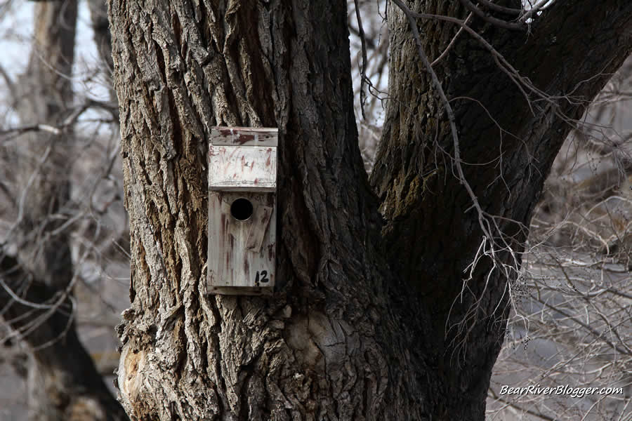 american kestrel nest box in a tree on antelope island