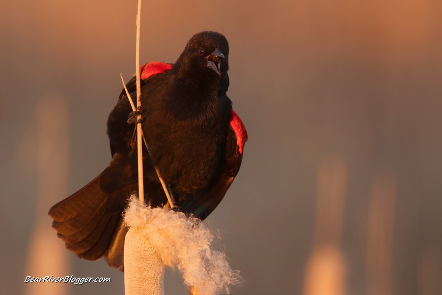 male red-winged blackbird singing while perched on a cattail stand