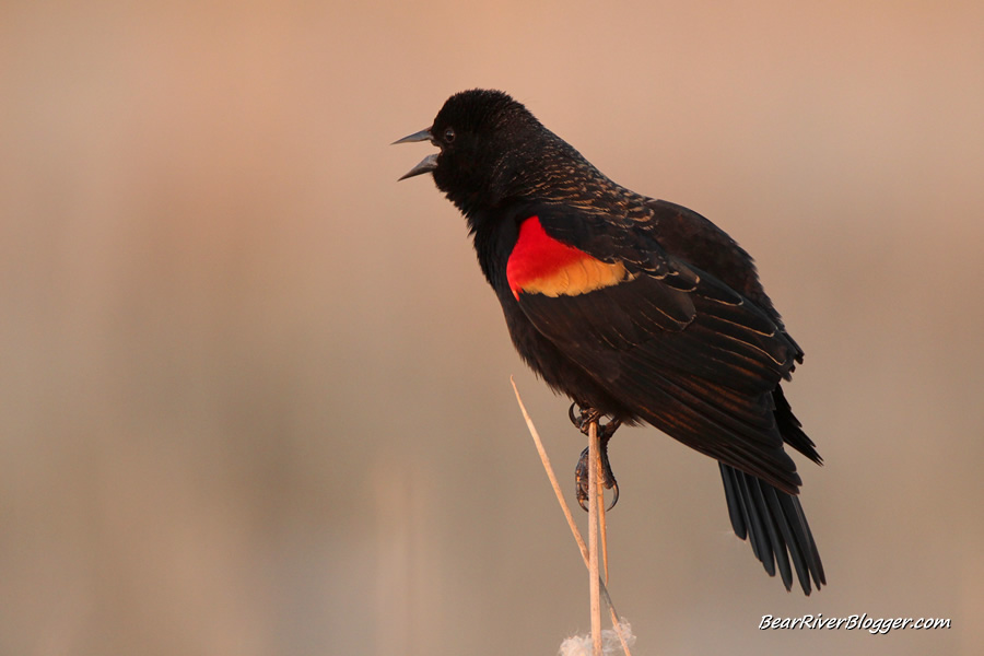 male red-winged blackbird showing off red scapular feathers while singing