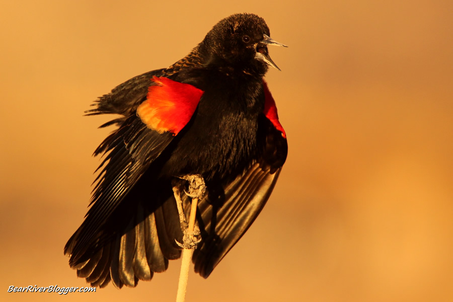singing red-winged blackbird