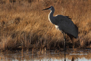 sandhill crane in the water at farmington bay