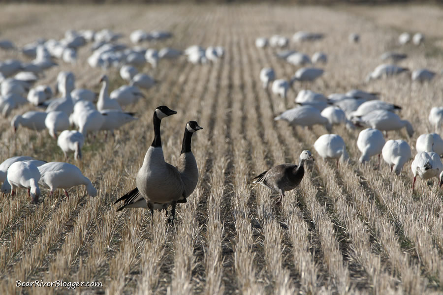 snow geese in a wheat field