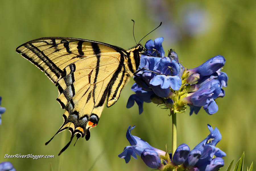 swallowtail butterfly on blue wildflower