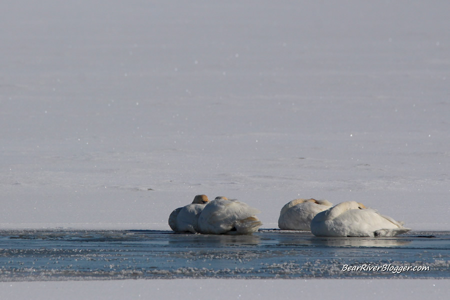 tundra swans on the ice at the bear river migratory bird refuge