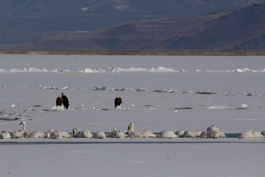 bald eagles and tundra swans sitting on the ice at the bear river migratory bird refuge