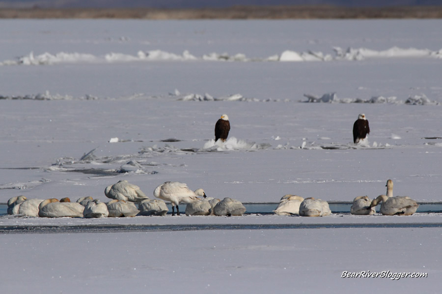 tundra swans and bald eagles sharing the ice on the bear river migratory bird refuge