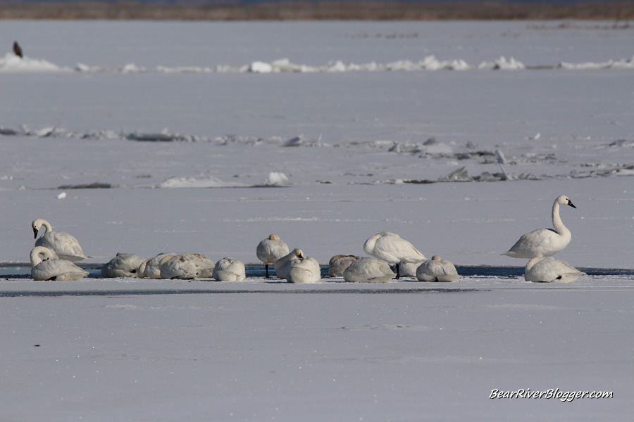 tundra swans resting on the ice on the bear river migratory bird refuge