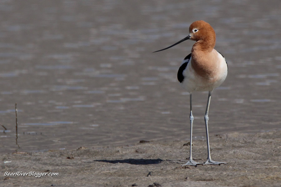 american avocet standing on the bear river migratory  bird refuge