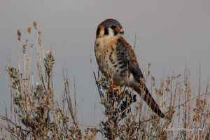american kestrel on a bush