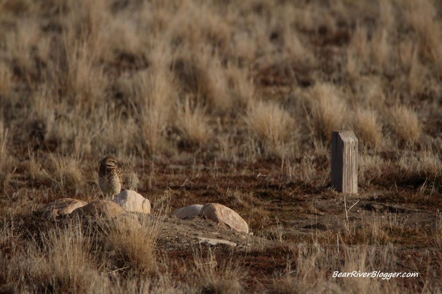 burrowing owl standing near the burrow on antelope island
