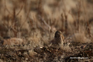 burrowing owl on antelope island