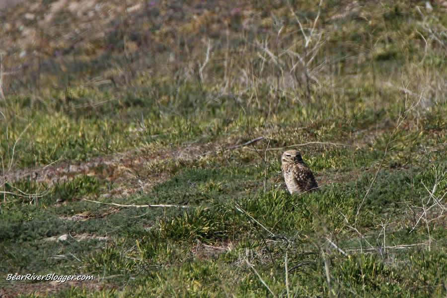 burrowing owl on the bear river migratory bird refuge