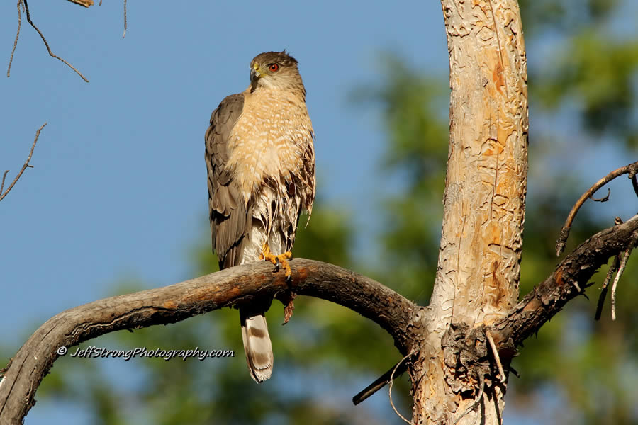 cooper's hawk sitting in a pine tree