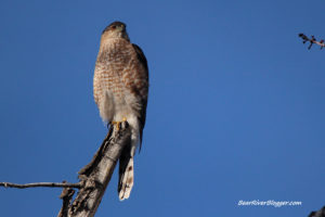 cooper's hawk on a branch
