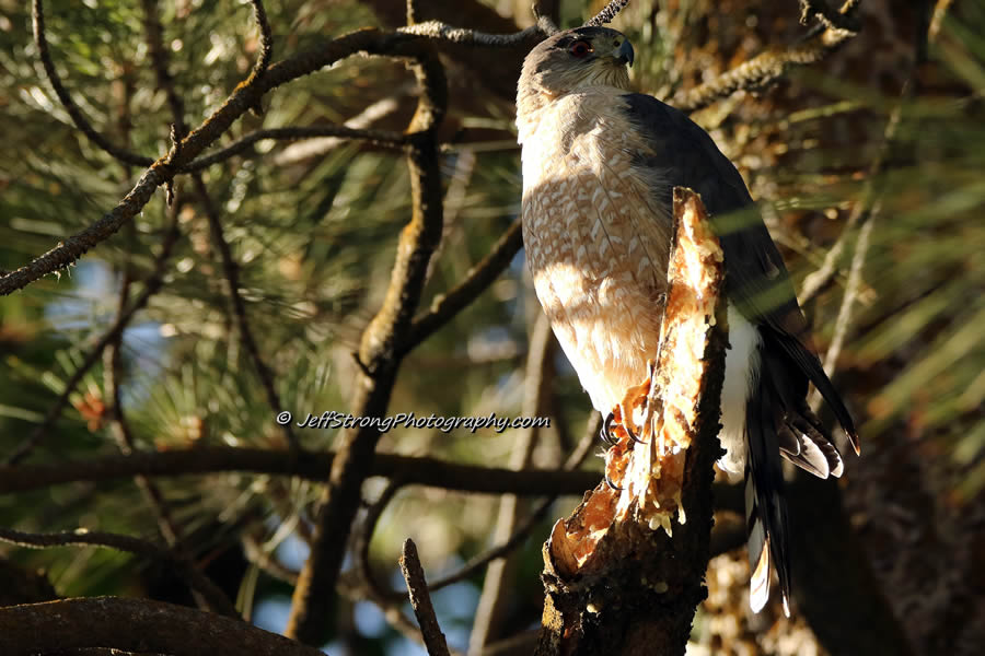 cooper's hawk on a pine tree branch