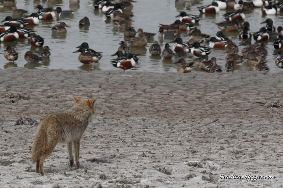 coyote hunting overlooking a flock of ducks on the great salt lake