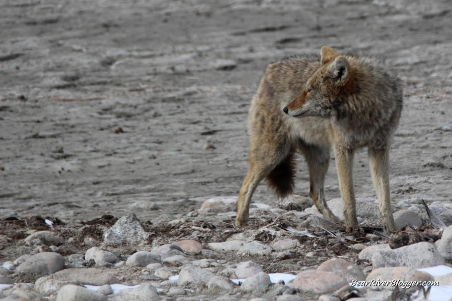 coyote eating an old duck carcass on antelope island